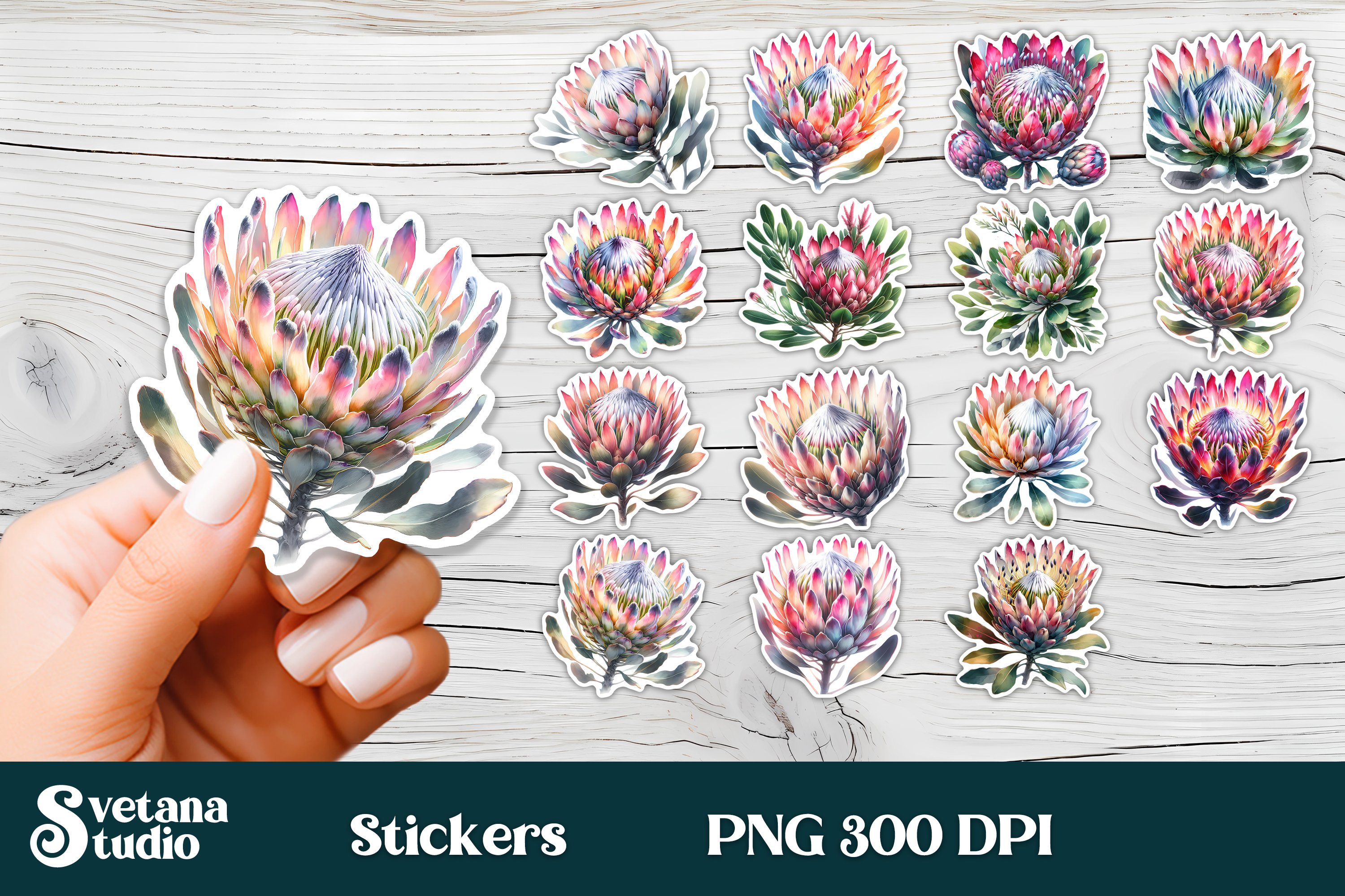 Flower stickers printable | Protea flower PNG design