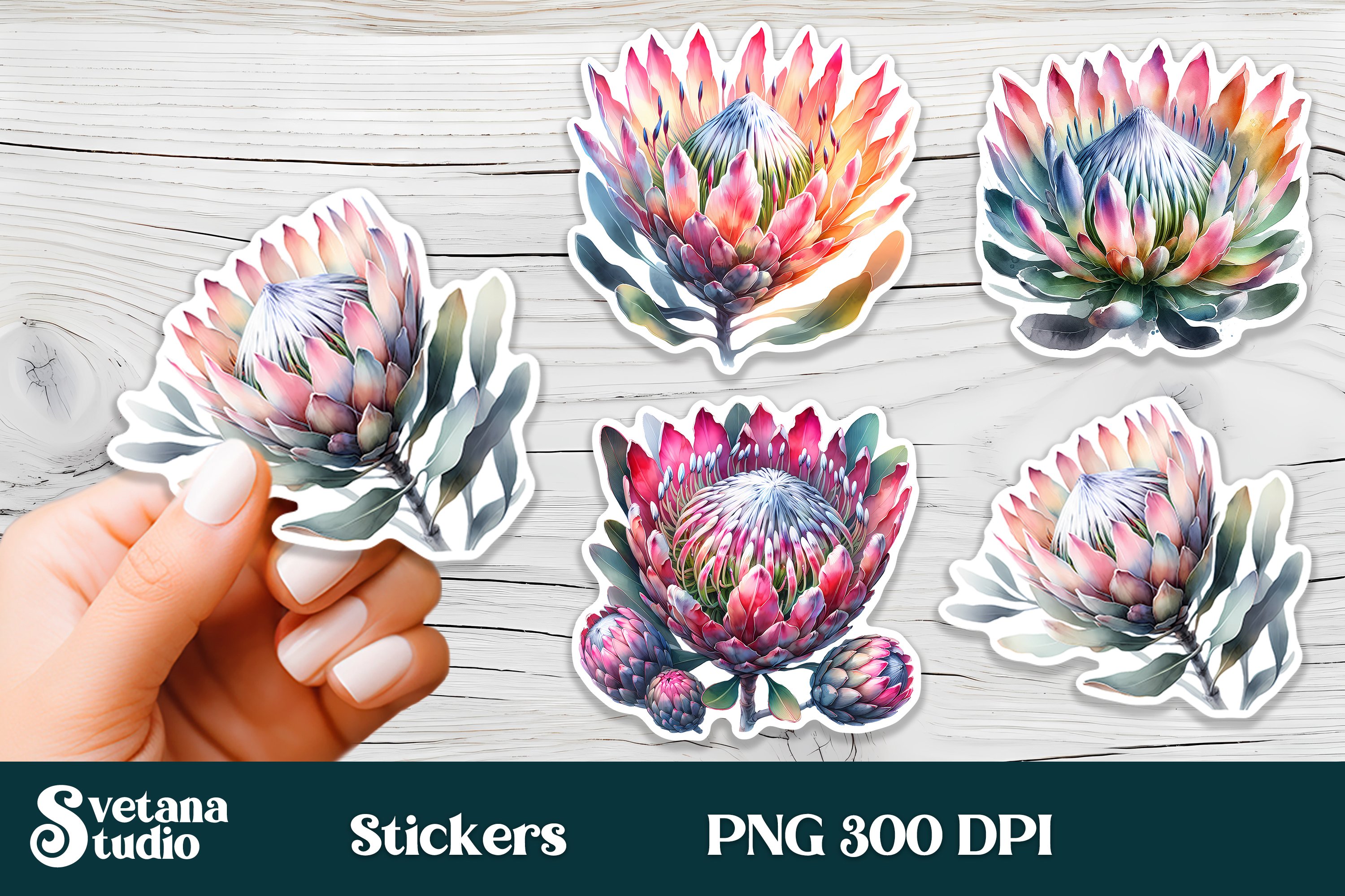 Flower stickers printable | Protea flower PNG design 2