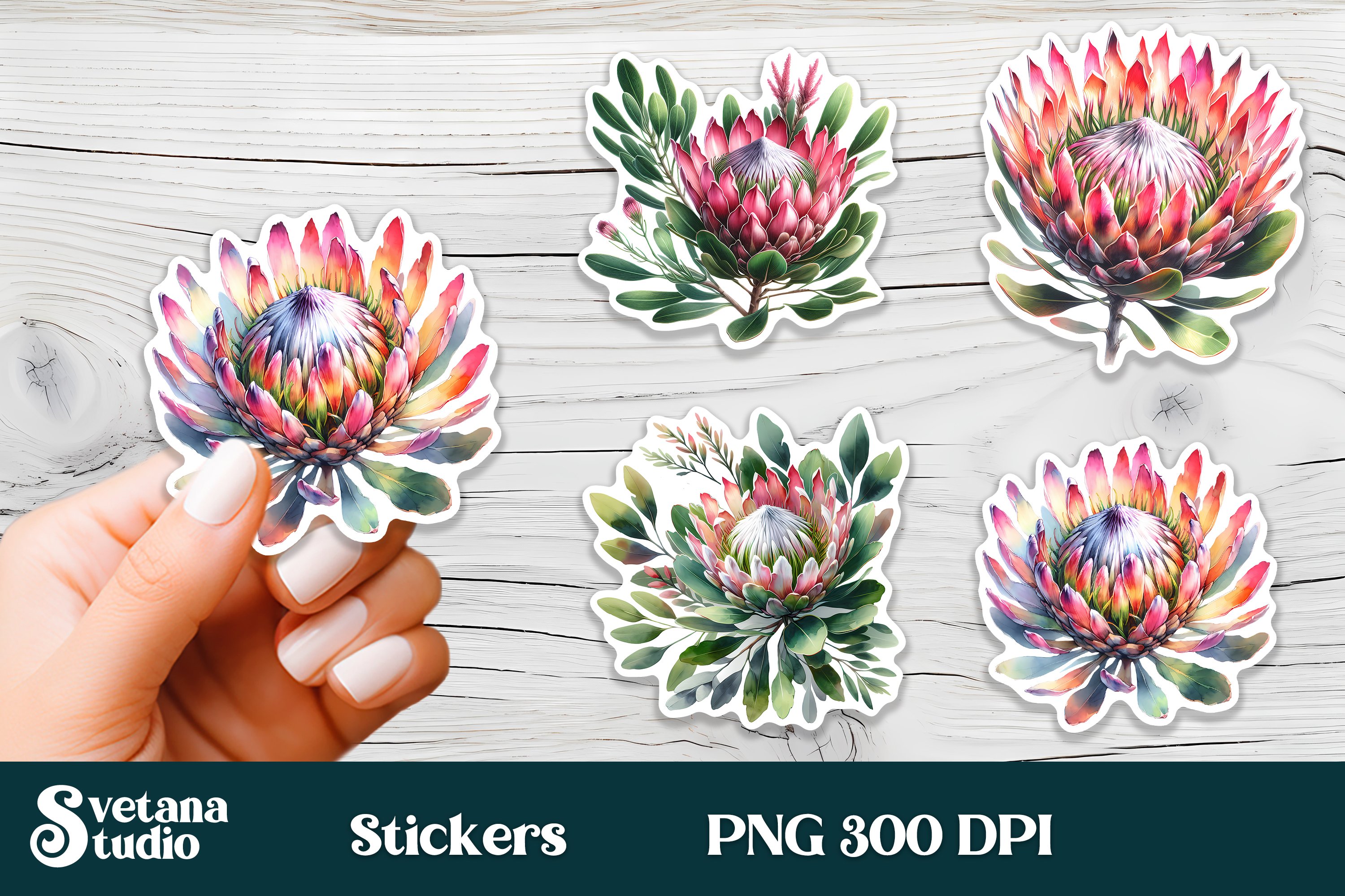 Flower stickers printable | Protea flower PNG design 3