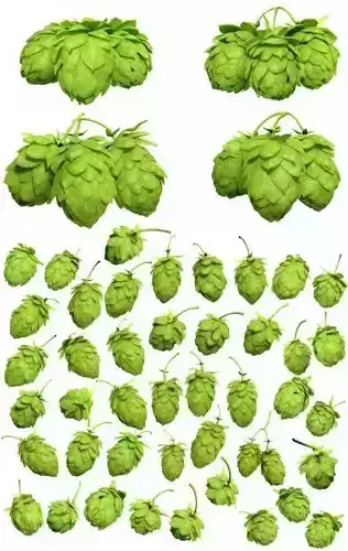 Hops 3d Models Package High Poly Photorealistic 3D model