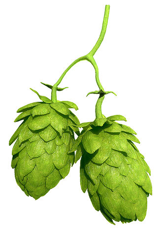 Hops 3d Models Package High Poly Photorealistic  3D model 2