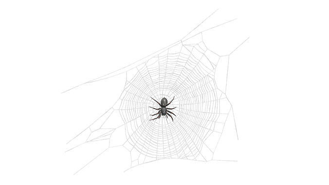 Round Web with Spider 3D model