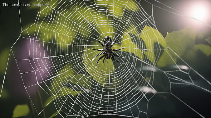 Round Web with Spider 3D model 3