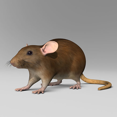 Rat - Brown 3D model 3