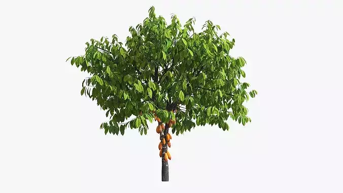 Theobroma Cocoa Tree with Fruits 3D model