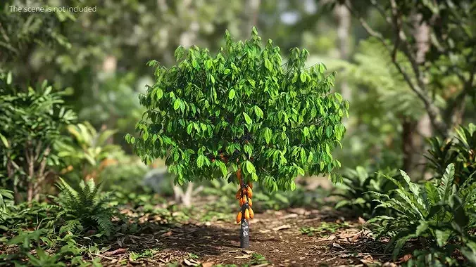 Theobroma Cocoa Tree with Fruits 3D model 2