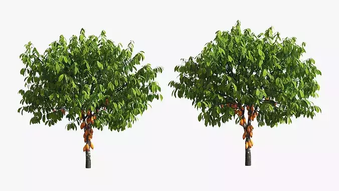 Theobroma Cocoa Tree with Fruits 3D model 3