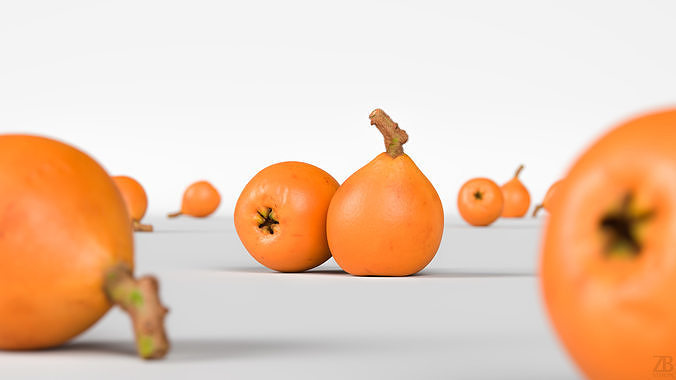 Loquat 3D model 2