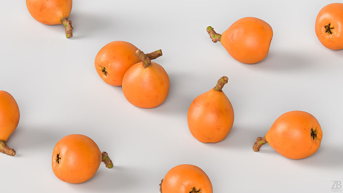 Loquat 3D model 3