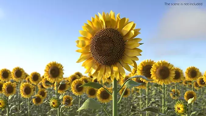 Mature Sunflower Plant Upright 3D model