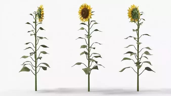 Mature Sunflower Plant Upright 3D model 2