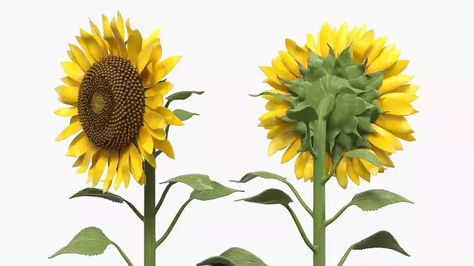 Mature Sunflower Plant Upright 3D model 3