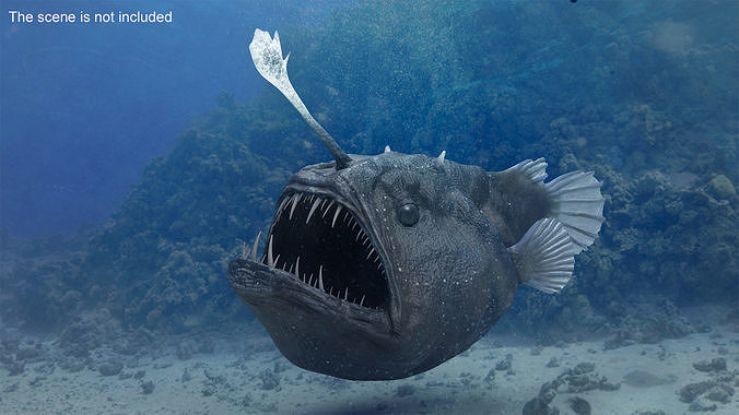 Anglerfish 3D model