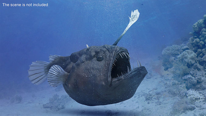 Anglerfish 3D model 2