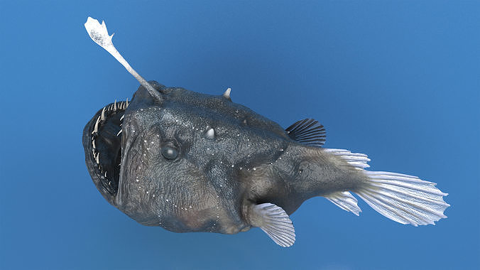 Anglerfish 3D model 3