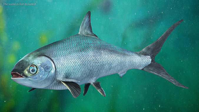 Swimming Milkfish 3D model