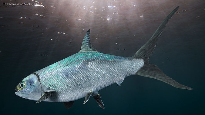 Swimming Milkfish 3D model 2