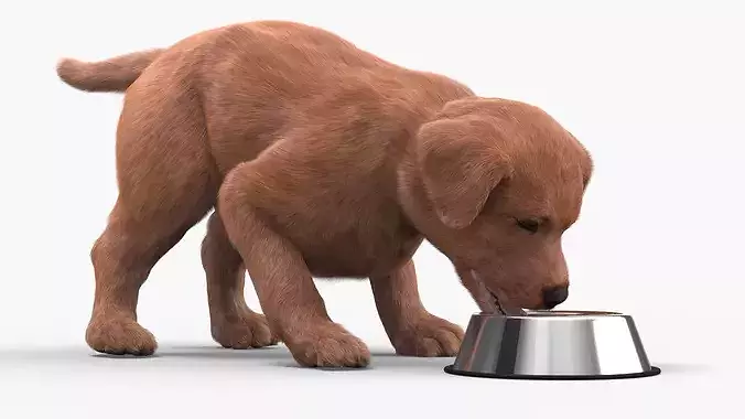 Brown Labrador Puppy Eating Dog Food Fur for Cinema 4D 3D model