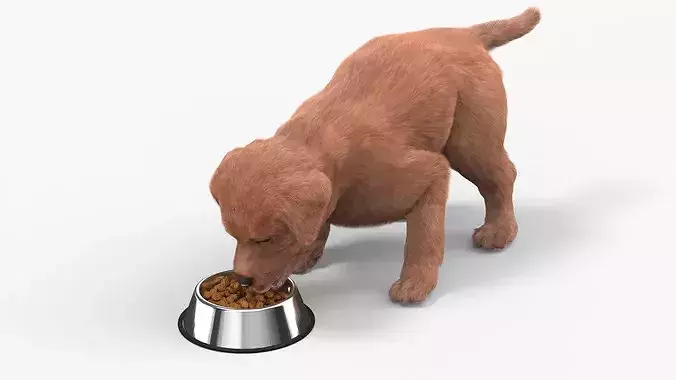 Brown Labrador Puppy Eating Dog Food Fur for Cinema 4D 3D model 2