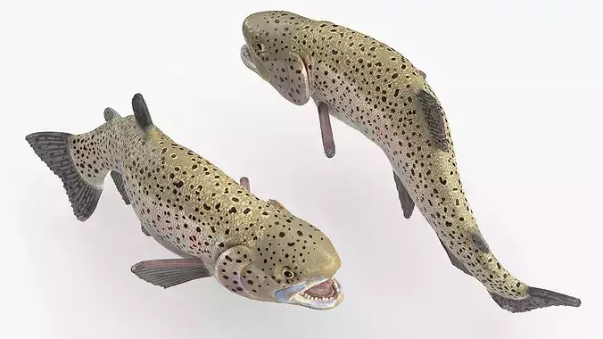 Silvery Rainbow Trout Fish Rigged for Cinema 4D 3D model 2