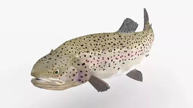 Silvery Rainbow Trout Fish Rigged for Cinema 4D 3D model 3
