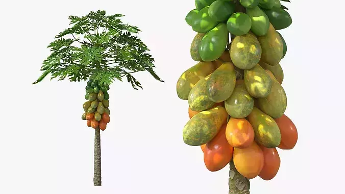 Papaya Tree with Ripening Fruit Cluster Green Orange 3D model