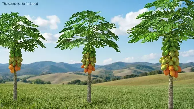 Papaya Tree with Ripening Fruit Cluster Green Orange 3D model 2