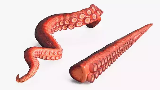 Natural Octopus Tentacle Marine Orange Rigged 3D model