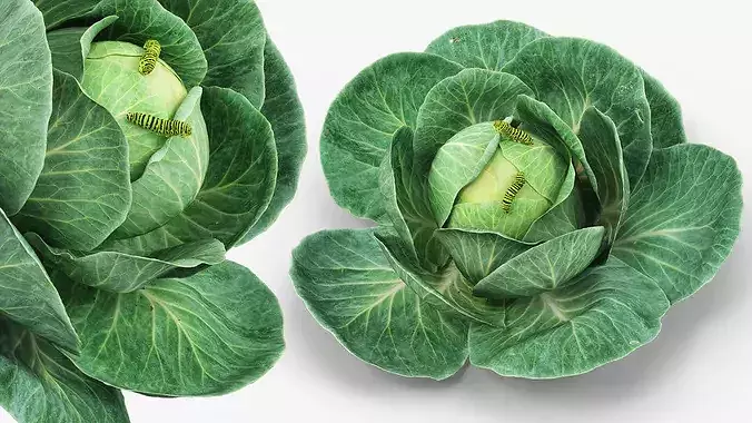 Cabbage Head with Caterpillars Green 3D model