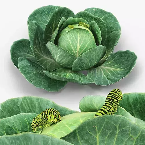 Cabbage Head with Caterpillars Green 3D model 2