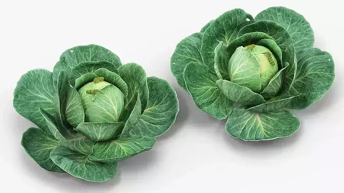 Cabbage Head with Caterpillars Green 3D model 3