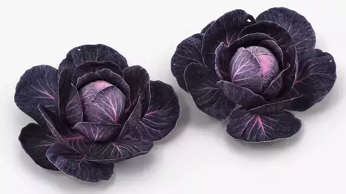 Leafy Cabbage Head Purple Dark 3D model