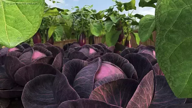 Leafy Cabbage Head Purple Dark 3D model 2