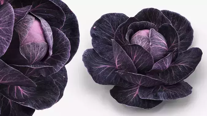 Leafy Cabbage Head Purple Dark 3D model 3