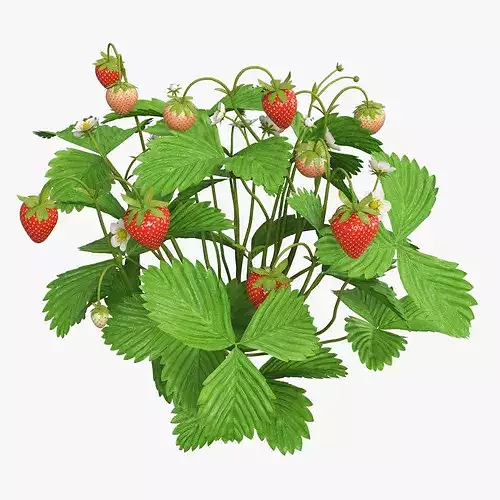 Strawberry Plant with Ripe and Green Fruits 3D model