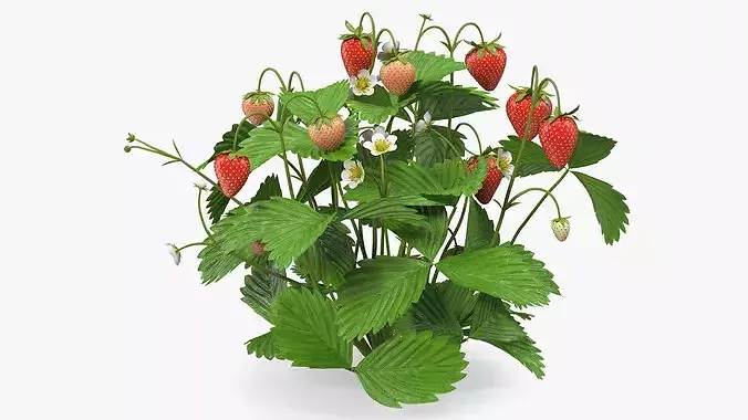 Strawberry Plant with Ripe and Green Fruits 3D model 2