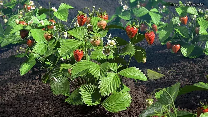 Strawberry Plant with Ripe and Green Fruits 3D model 3