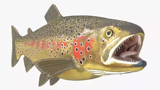 Brown Trout Fish Rigged For Blender 3D model