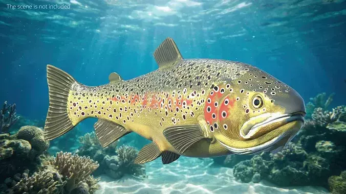 Brown Trout Fish Rigged For Blender 3D model 2
