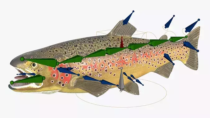 Brown Trout Fish Rigged For Blender 3D model 3
