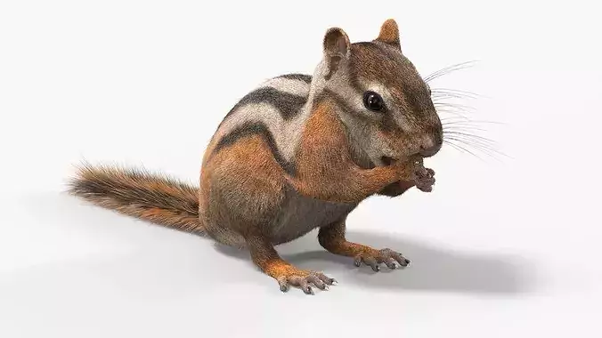 Standing Chipmunk Eating Fur 3D model