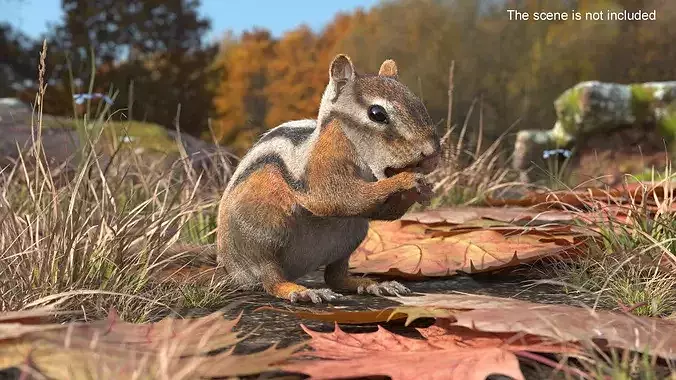 Standing Chipmunk Eating Fur 3D model 2