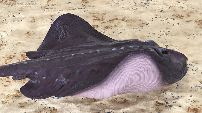 Gray Bathyraja Lindbergi Looking for Food 3D model 3