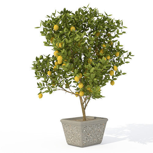 2020 XfrogPlants Fruit Trees Library  3D model 2