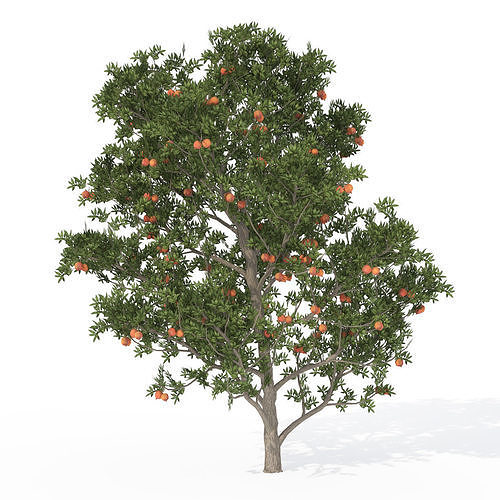 2020 XfrogPlants Fruit Trees Library  3D model 3