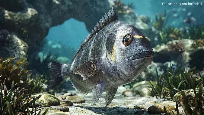 Dorada Marine Fish Rigged For Maya 3D model