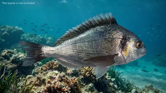 Dorada Marine Fish Rigged For Maya 3D model 2