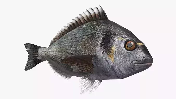 Dorada Marine Fish Rigged For Maya 3D model 3