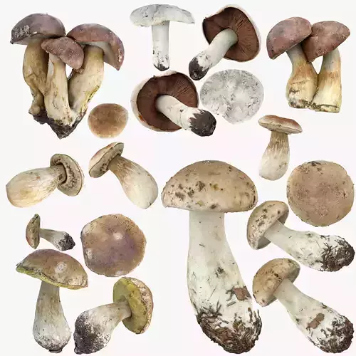 Mushrooms Set Low-poly 3D model