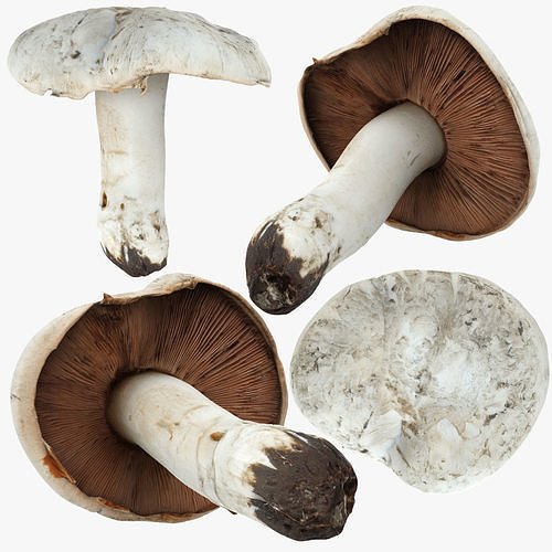 Mushrooms Set Low-poly 3D model 2